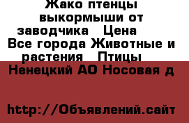 Жако птенцы выкормыши от заводчика › Цена ­ 1 - Все города Животные и растения » Птицы   . Ненецкий АО,Носовая д.